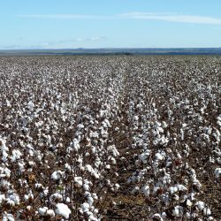 Foto: Bremer Baumwollbörse