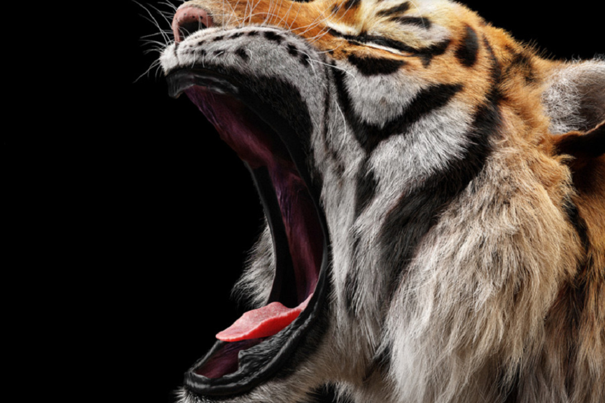Zahnloser Tiger